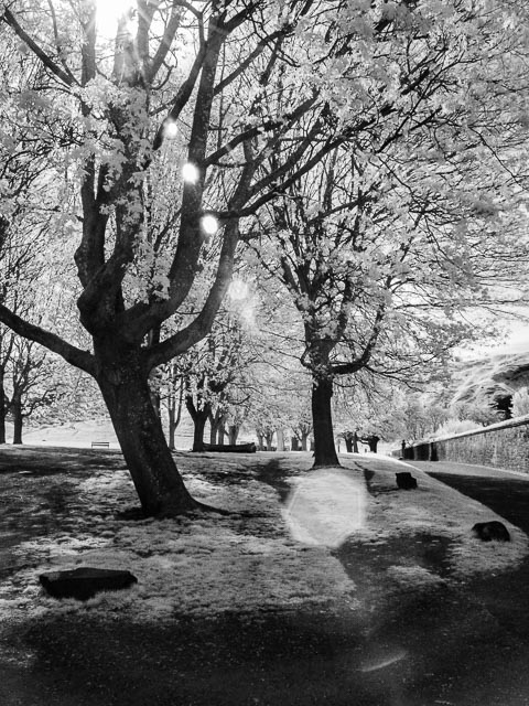 Sony Cyber-shot DSC-F828 infrared gallery - Image 7