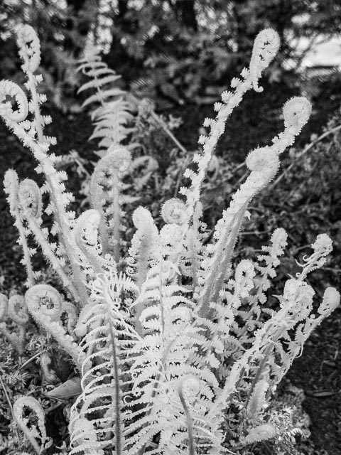 Sony Cyber-shot DSC-F828 infrared gallery - Image 10
