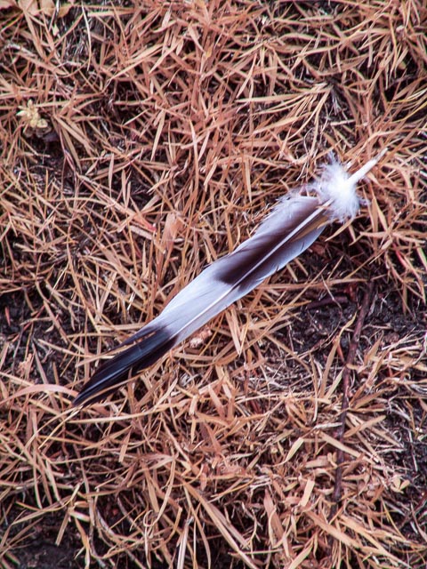 R72 Chrome gallery - Image 9