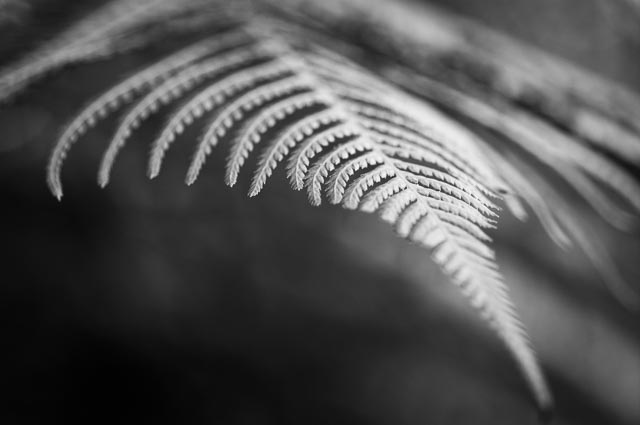 Black and white gallery image 28
