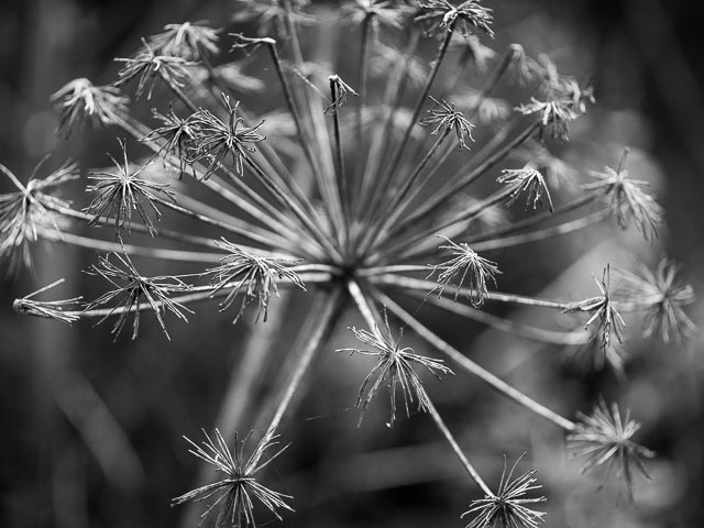Black and white gallery image 25