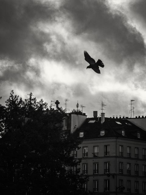 Black and white gallery image 20