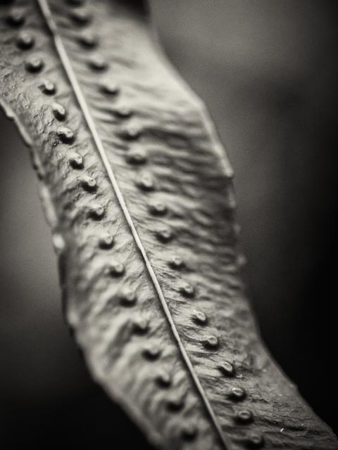 Black and white gallery image 17