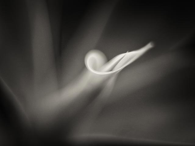 Black and white gallery image 9