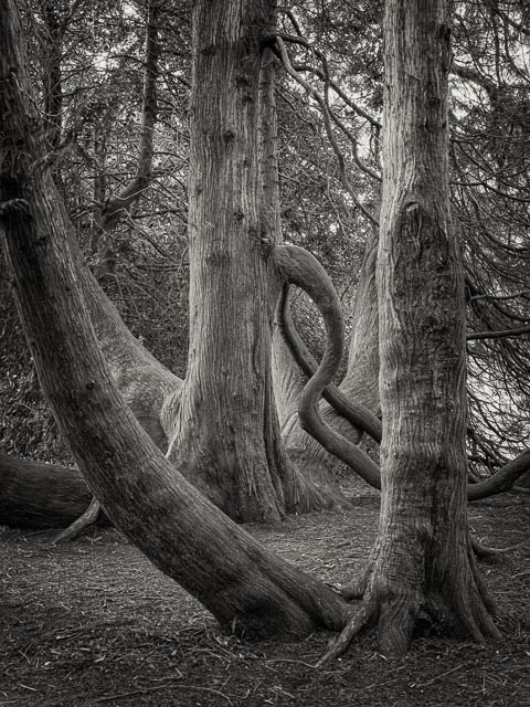 Black and white gallery image 1