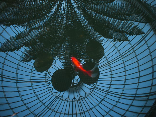 Colour gallery image 16