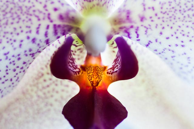 Colour gallery image 12