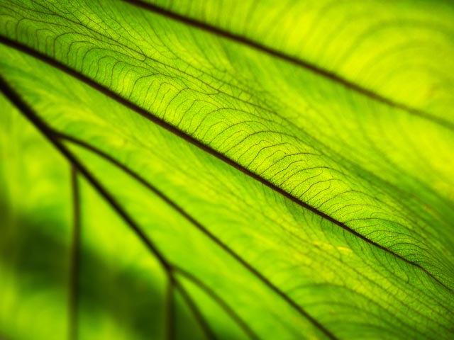 Colour gallery image 11