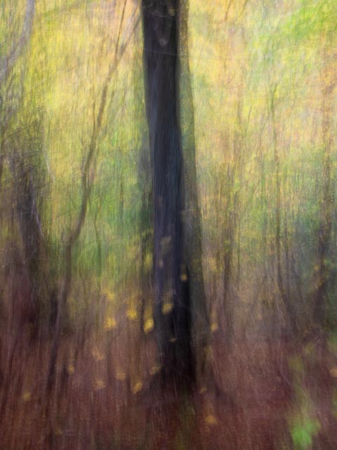 Colour gallery image 7