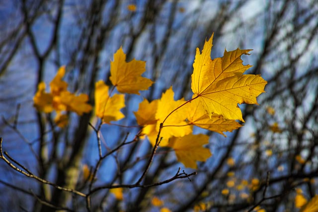 Colour gallery image 8