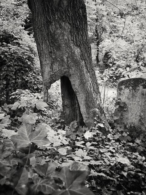 Abney Park Cemetery gallery - Image 9