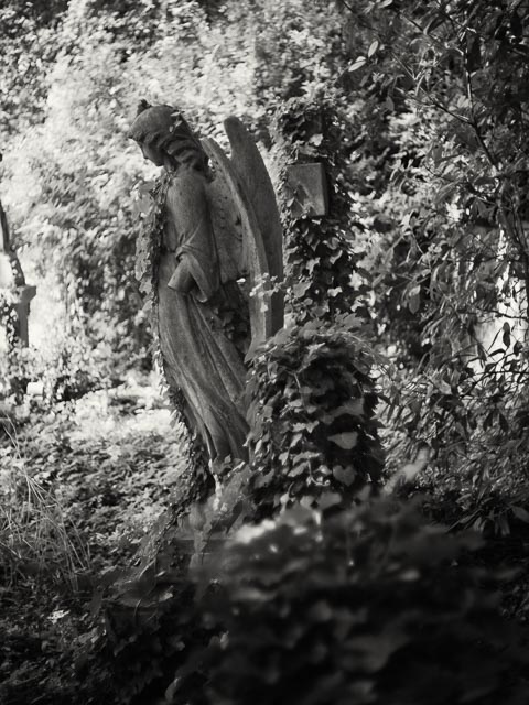 Highgate East Cemetery gallery - Image 4