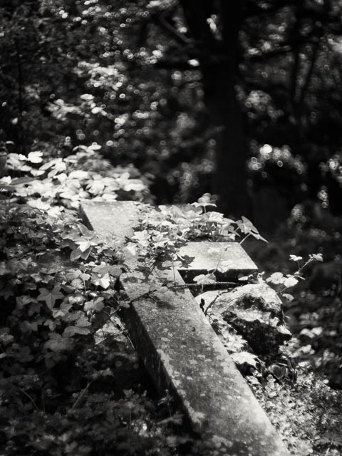 Highgate East Cemetery gallery - Image 9