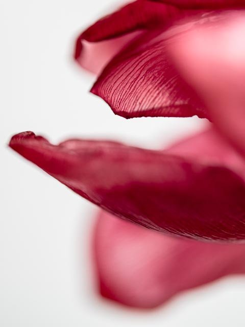 Mellow tulips gallery image 5