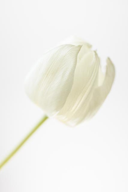 Mellow tulips gallery image 6