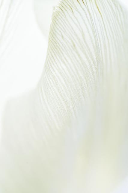 Mellow tulips gallery image 8