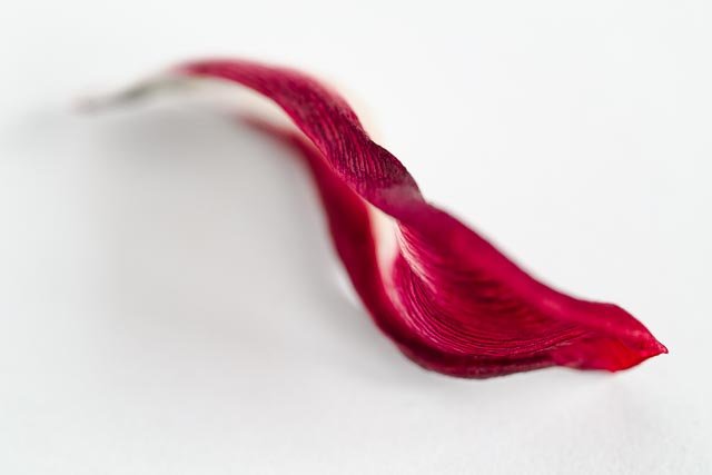 Mellow tulips gallery image 10