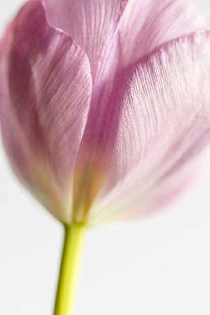 Mellow tulips gallery image 15