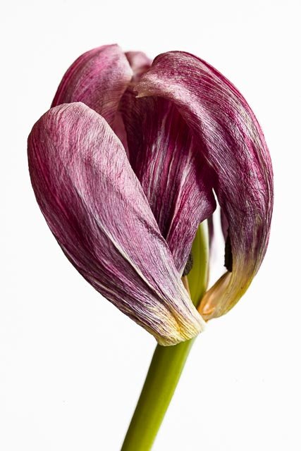 Mellow tulips gallery image 23