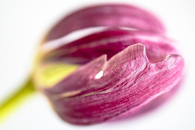 Mellow tulips gallery image 25