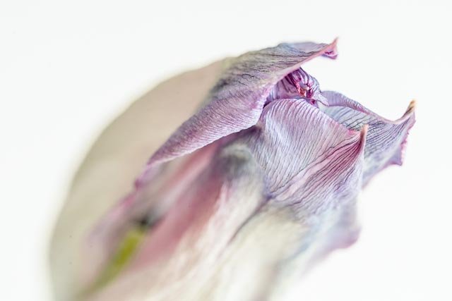 Mellow tulips gallery image 30