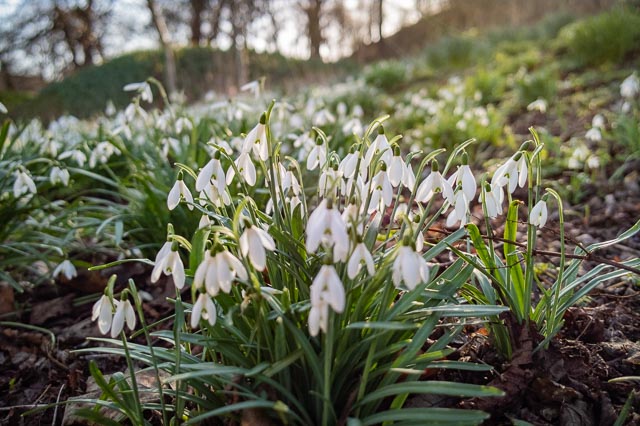 Springtime snowdrops shot on the DxO One