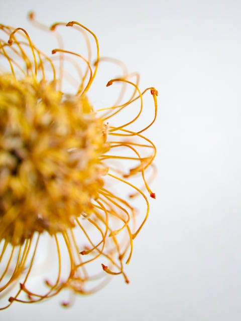 Sigma DP2 Merrill gallery - Image 26