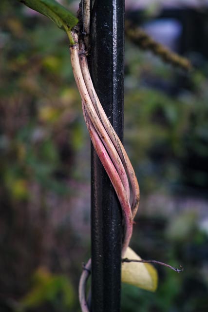 Sigma DP2 Merrill gallery - Image 8