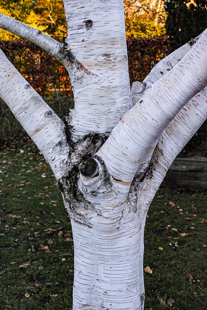 Sigma DP2 Merrill gallery - Image 21