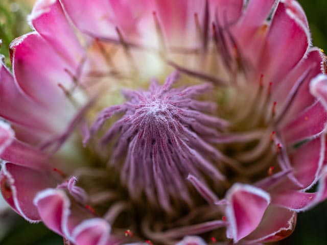 Olympus OM Zuiko 135mm f/4.5 Auto-Macro gallery - Image 5