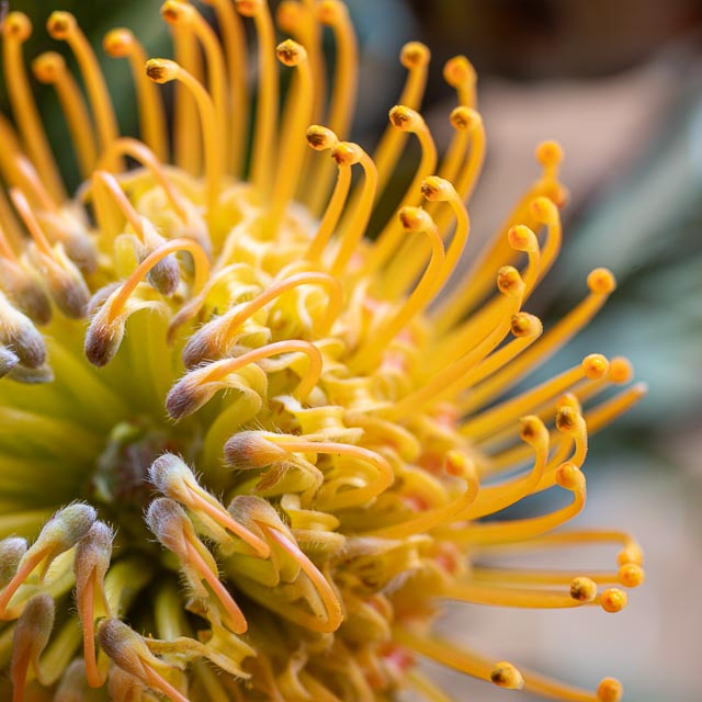 Olympus OM Zuiko 135mm f/4.5 Auto-Macro gallery - Image 8