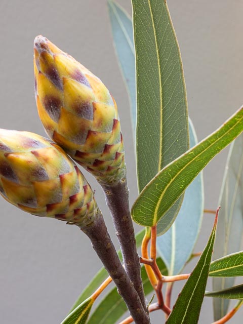 Olympus OM Zuiko 135mm f/4.5 Auto-Macro gallery - Image 9