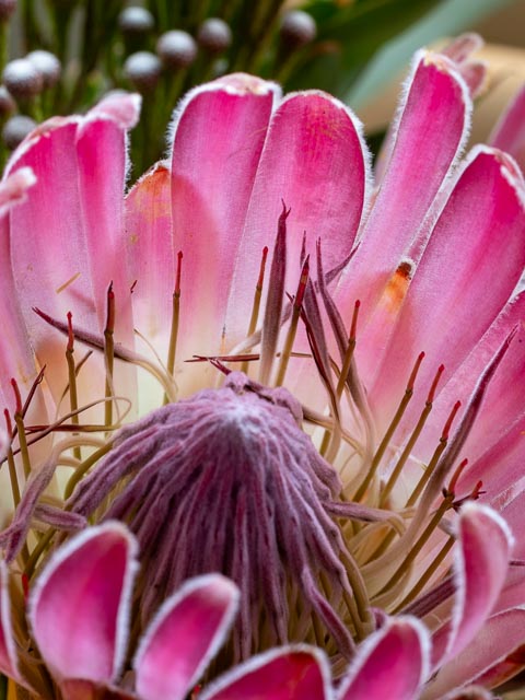 Olympus OM Zuiko 135mm f/4.5 Auto-Macro gallery - Image 6