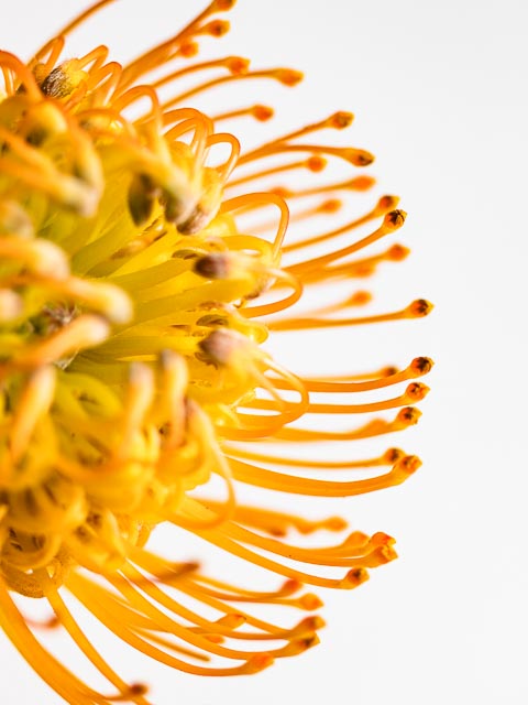 Olympus OM Zuiko 135mm f/4.5 Auto-Macro gallery - Image 4