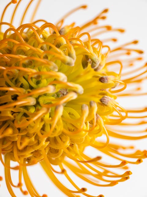 Olympus OM Zuiko 135mm f/4.5 Auto-Macro gallery - Image 1