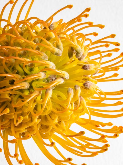 Olympus OM Zuiko 135mm f/4.5 Auto-Macro gallery - Image 2