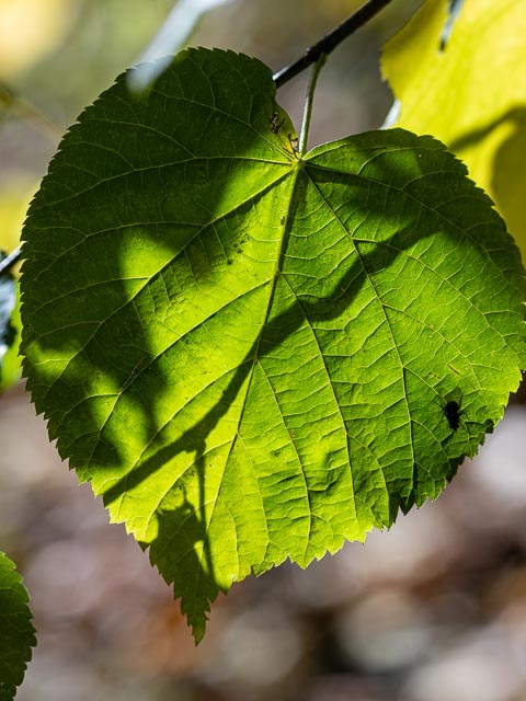 Olympus OM Zuiko 135mm f/4.5 Auto-Macro gallery - Image 14