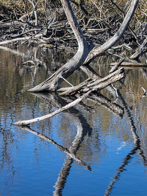 Olympus OM Zuiko 135mm f/4.5 Auto-Macro gallery - Image 16