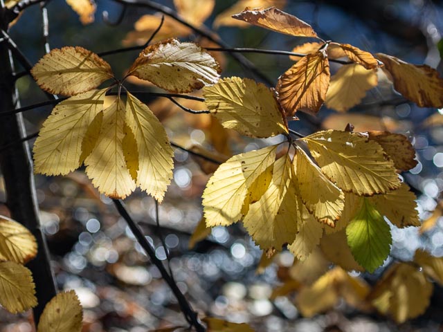 Olympus OM Zuiko 135mm f/4.5 Auto-Macro gallery - Image 17