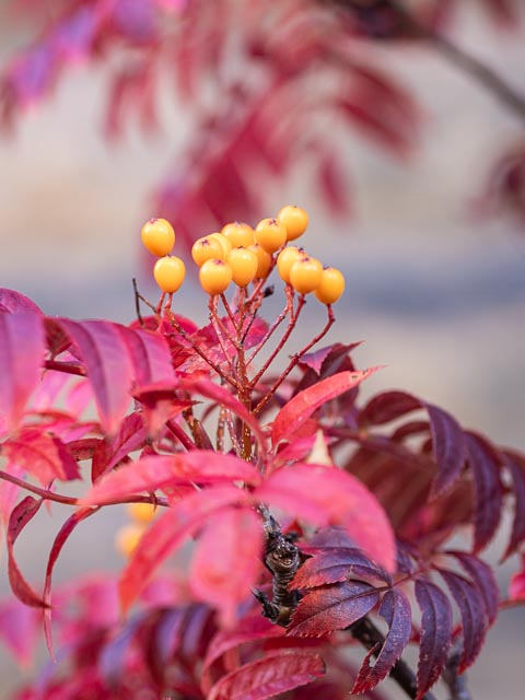 Olympus OM Zuiko 135mm f/4.5 Auto-Macro gallery - Image 18