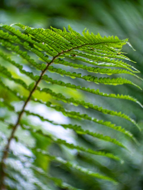 D mount cine lens gallery - Image 14