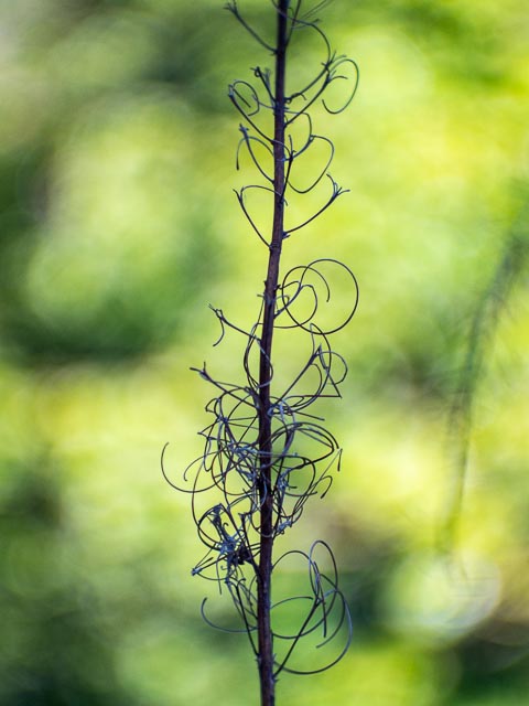 D mount cine lens gallery - Image 15