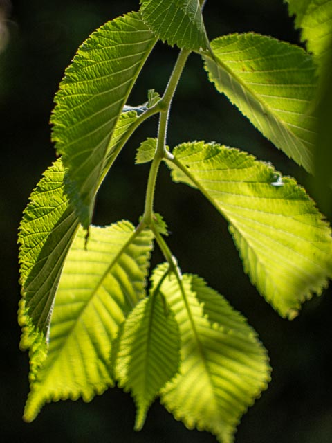 D mount cine lens gallery - Image 18