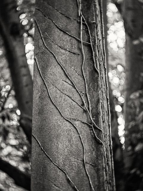 D mount cine lens gallery - Image 7