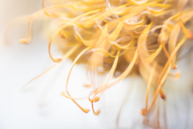 Bell & Howell Super D Proval 2inch f/1.4 gallery - Image 1