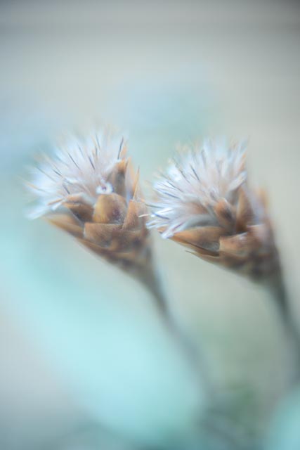 Bell & Howell Super D Proval 2inch f/1.4 gallery - Image 4