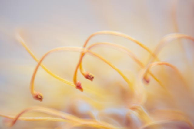 Bell & Howell Super D Proval 2inch f/1.4 gallery - Image 3