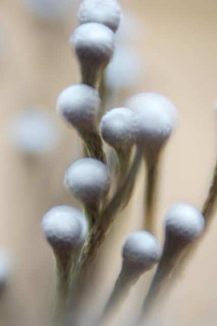 Bell & Howell Super D Proval 2inch f/1.4 gallery - Image 5