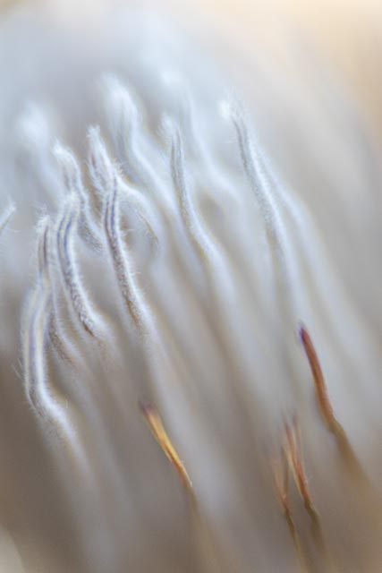 Bell & Howell Super D Proval 2inch f/1.4 gallery - Image 6