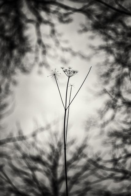 Photostream image 109
